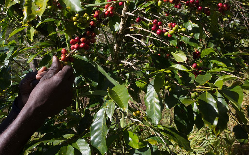 récolte du café dans le domaine de la forêt de sherwood
