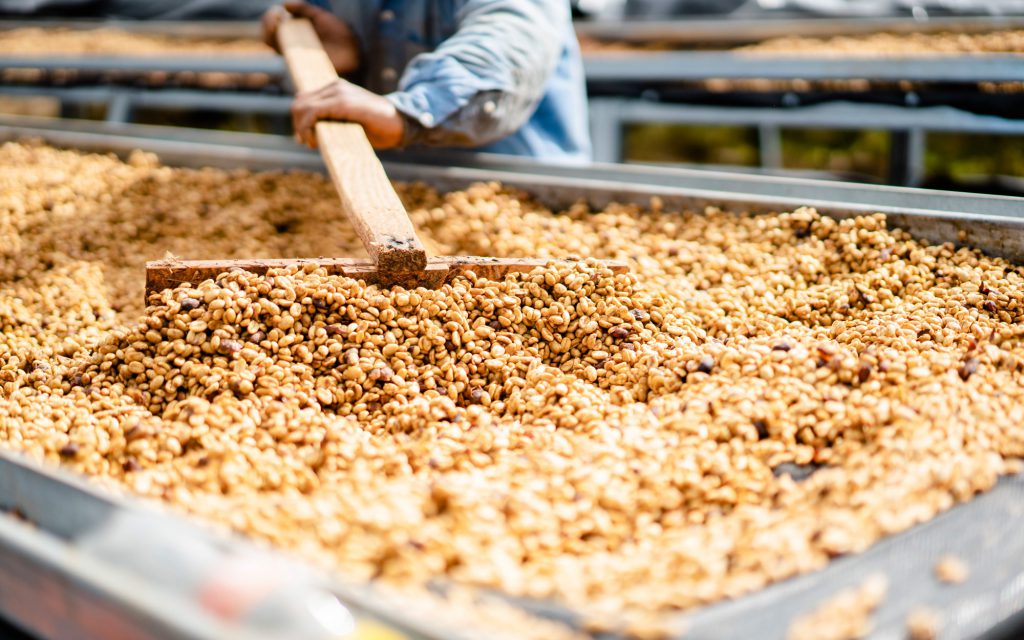 Un caféiculteur étale des grains de café sur une étagère de séchage.