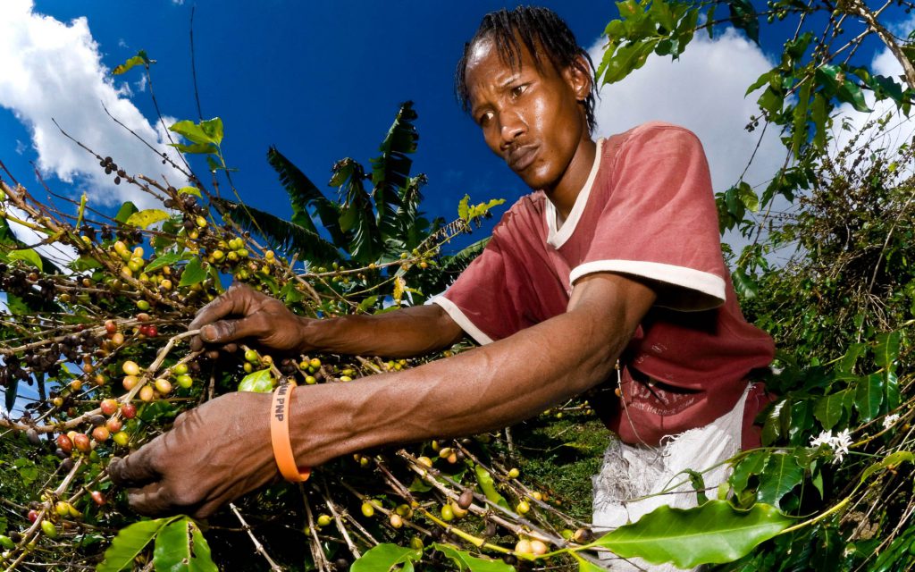 récolte des cerises de café en Jamaïque