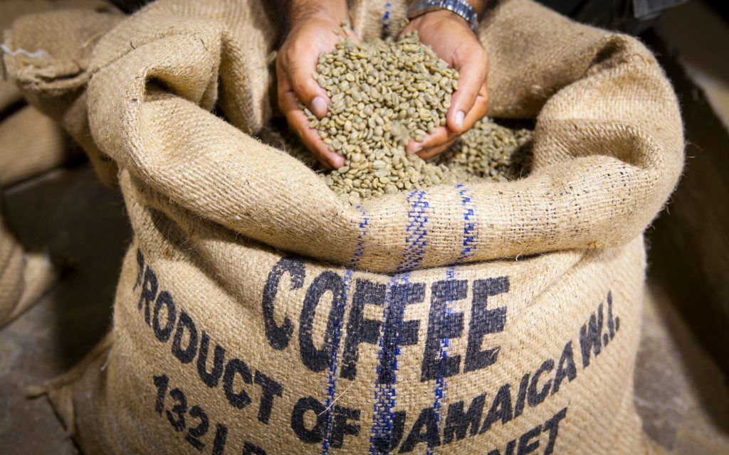 Café Marley prêt à être torréfié, Marley Coffee, Kingston, paroisse de St. Andrew, Jamaïque, Caraïbes.
