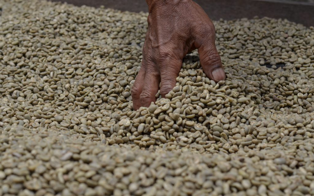 Un ouvrier d'une plantation de café manipule du café parche