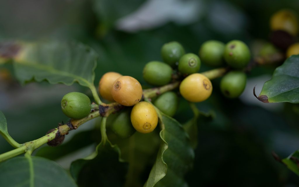 Cerises de café jaunes et vertes poussant sur une branche.