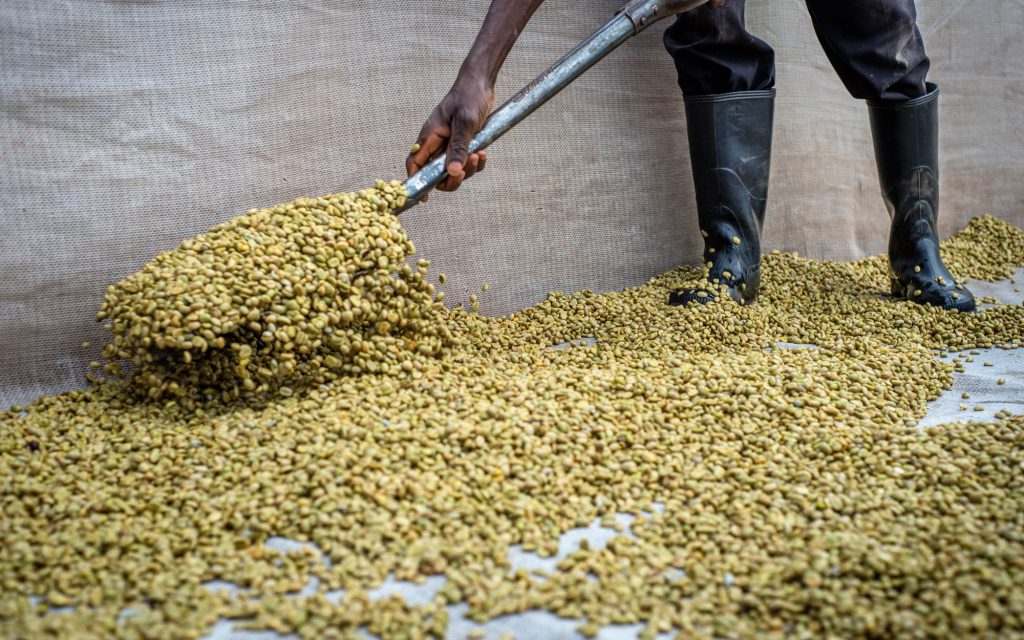 Un ouvrier tourne le café en parche pour un séchage uniforme à la ferme de Mubuyu en Zambie.