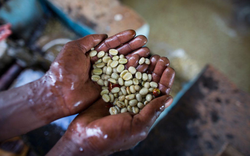 Un ouvrier de moulin tient des grains de café lavés et traités.