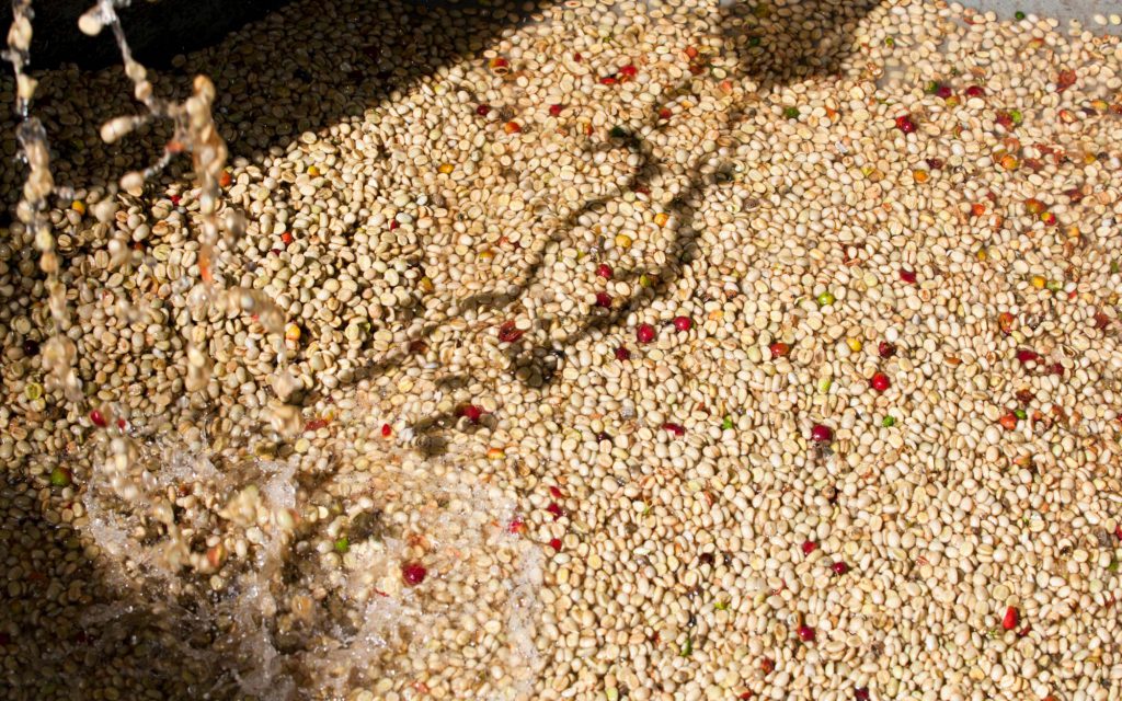 Grains de café dans une cuve de fermentation en Tanzanie, Afrique de l'Est.