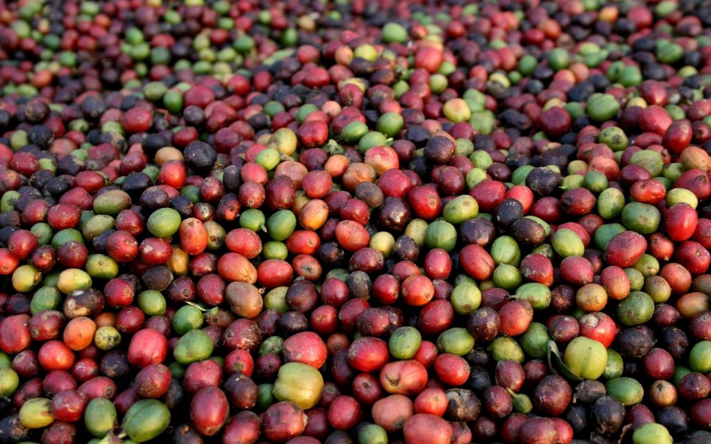 Un tas de cerises de café.