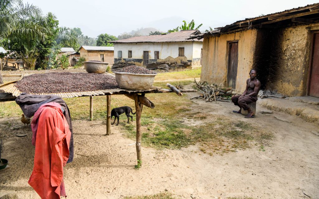 Un agriculteur sèche des cerises de café sur des lits surélevés.