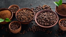 Café Arabica vs Café Robusta vous consommez ces cafés sans connaitre les différences