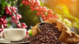 Découvrez la vérité sur le café équitable : une information qui va vous dégoûter !