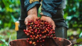 Vente de café : Comment les certifications sont-elles utilisées pour mieux commercialiser le café ?