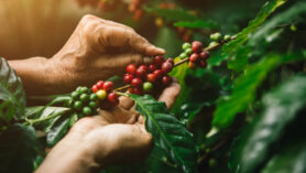 Découvrez les secrets des plantations de café plongez dans l'univers fascinant de votre boisson préférée